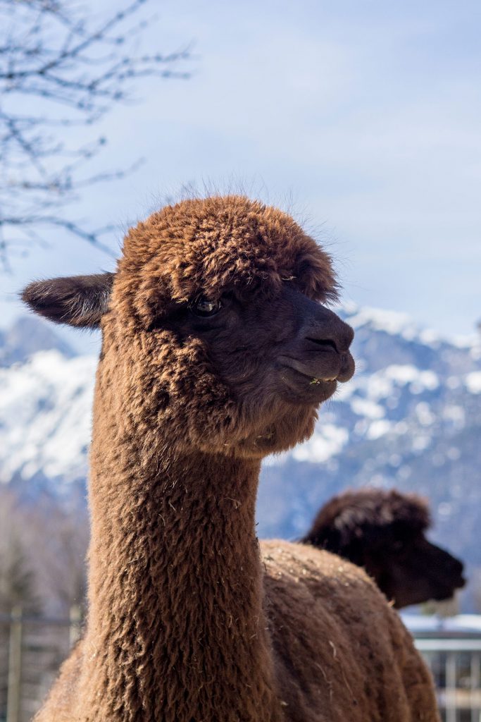 Oh du flauschige Entschleunigung…