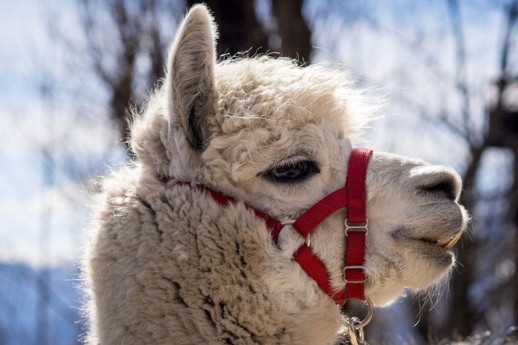 Oh du flauschige Entschleunigung…