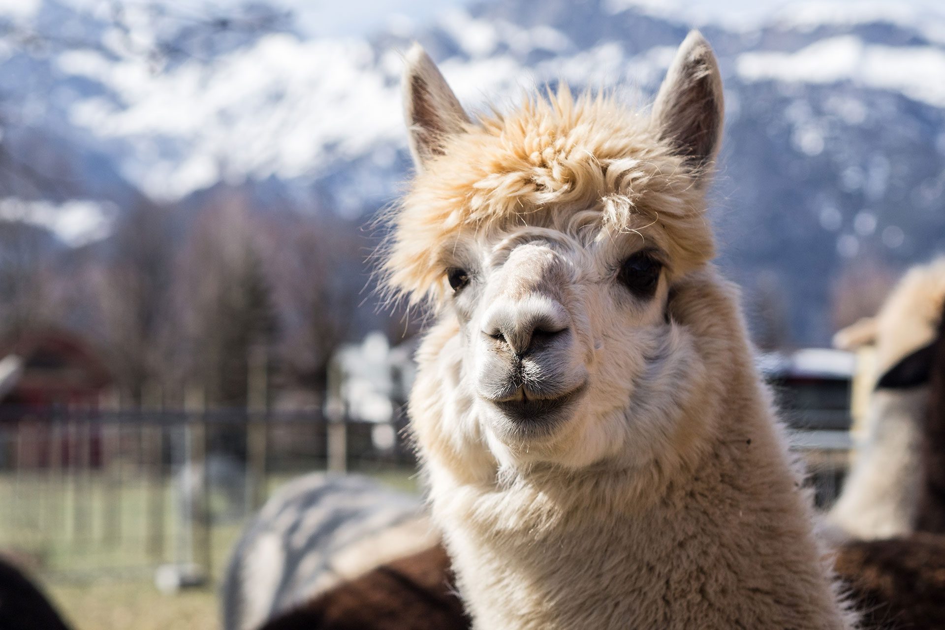 Ab in die Berge, Baby!