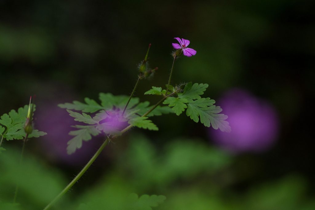 Wasser marsch, in Kaltern