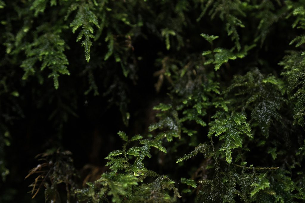 Wasser marsch, in Kaltern