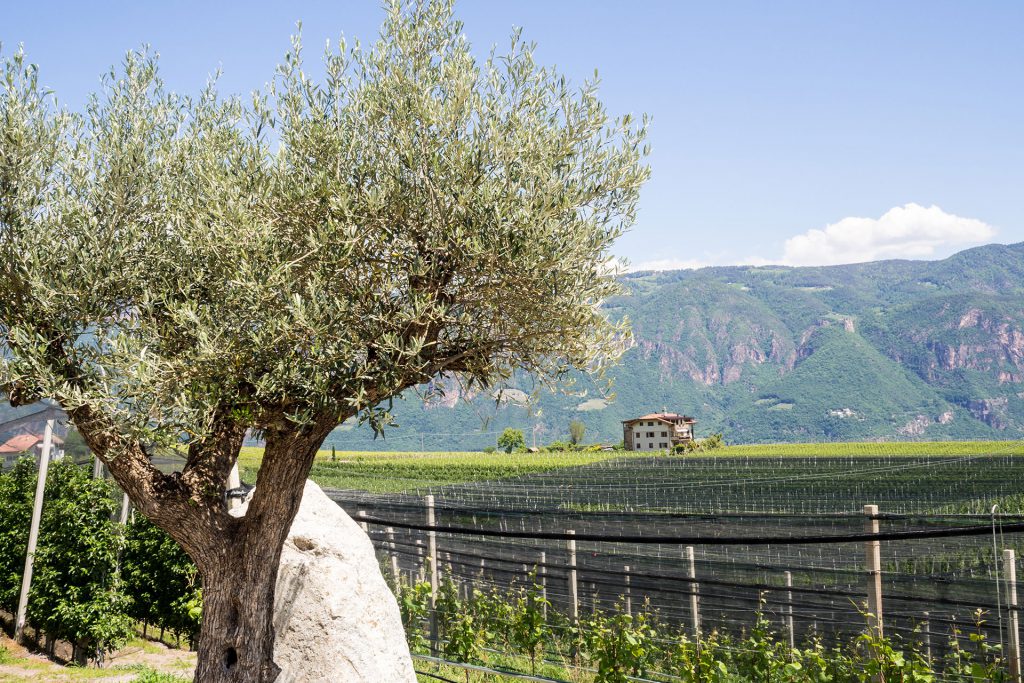 Pack den Kinderwagen ein – zur Sommerfrische nach Südtirol