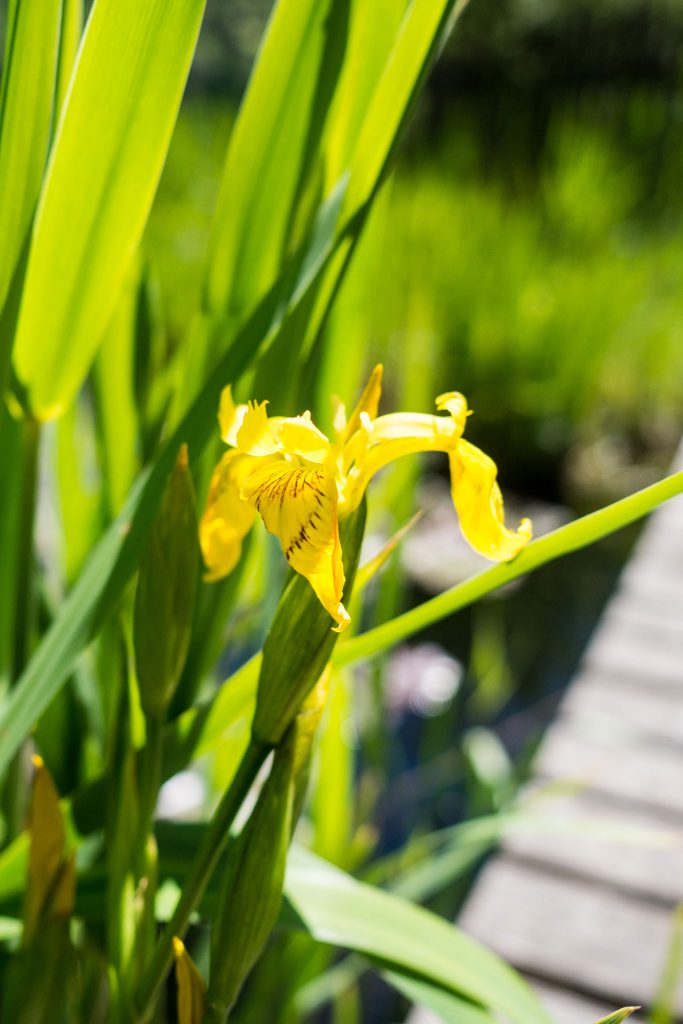 Pack den Kinderwagen ein – zur Sommerfrische nach Südtirol