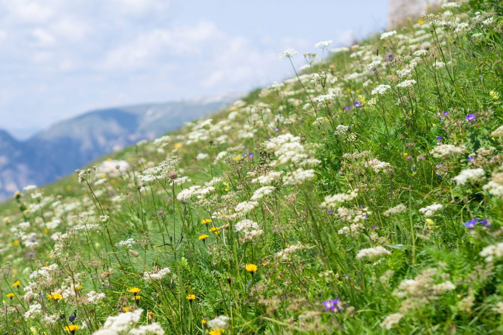 Dolomiti Supersommer – Familienzeit zwischen Latemar und Rosengarten