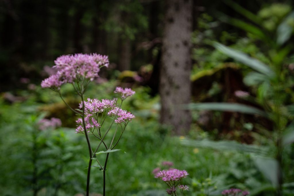 Dolomiti Supersommer – Familienzeit zwischen Latemar und Rosengarten