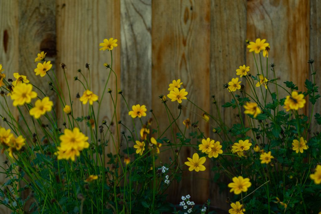 Nach Hause wollen wir immer noch nicht – PillerseeTal (Teil 2)