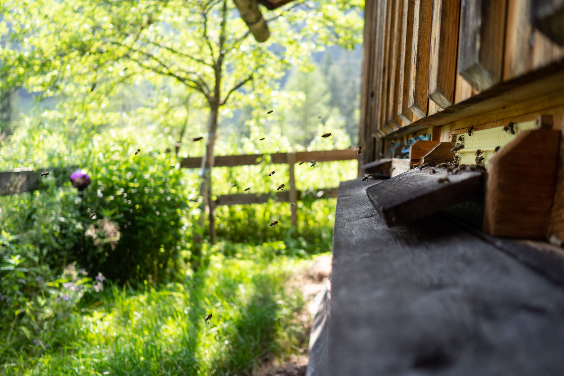 Nach Hause wollen wir immer noch nicht – PillerseeTal (Teil 2)