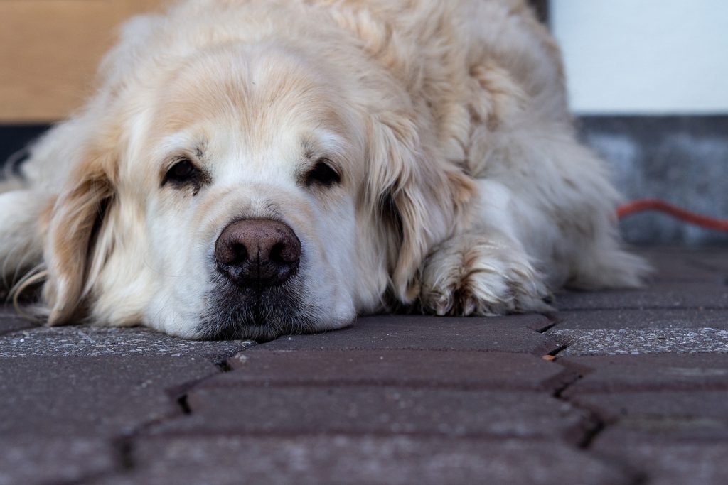 Auffi, Schifoan – Familienwinter in St. Johann