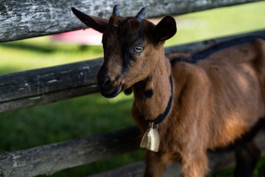 Der Alpenhof im Pustertal – Familienidyll mit Dolomitenblick