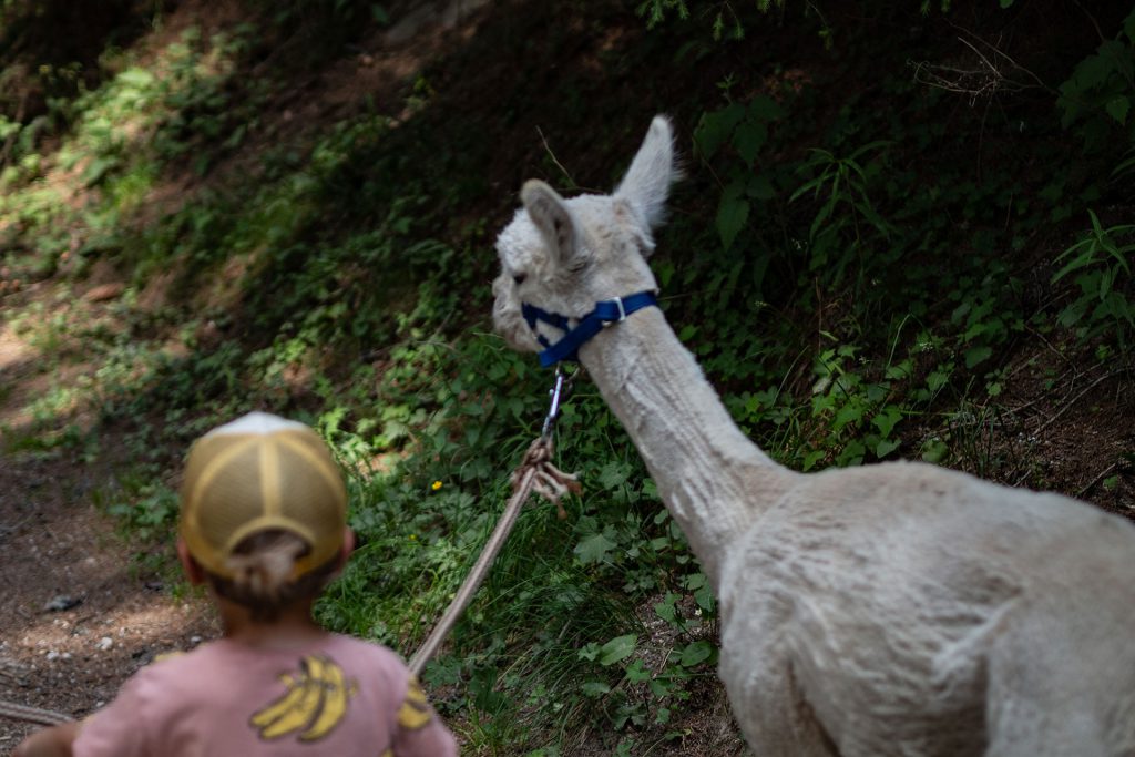 Der Alpenhof im Pustertal – Familienidyll mit Dolomitenblick
