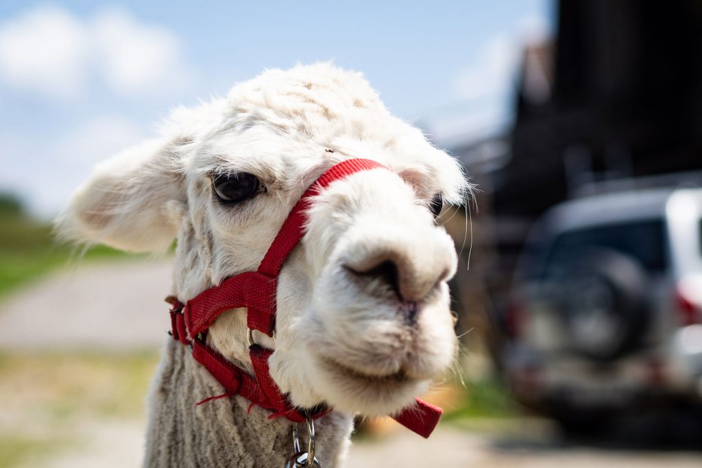 Der Alpenhof im Pustertal – Familienidyll mit Dolomitenblick