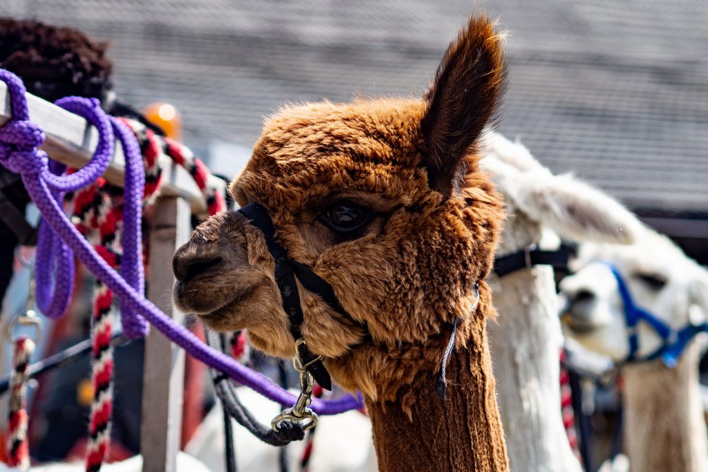 Der Alpenhof im Pustertal – Familienidyll mit Dolomitenblick