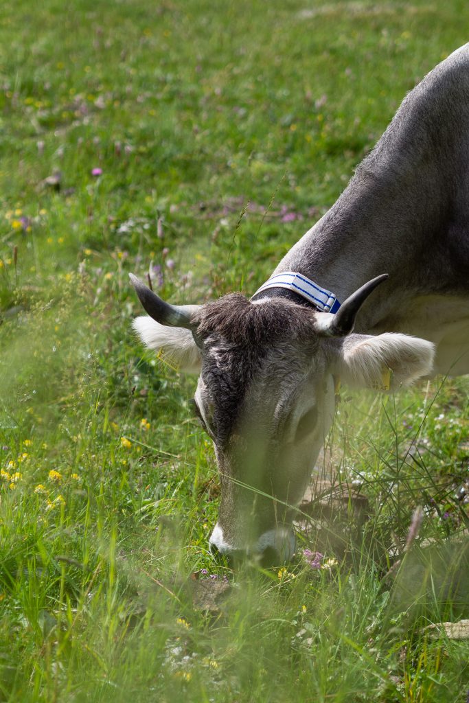 Der Alpenhof im Pustertal – Familienidyll mit Dolomitenblick