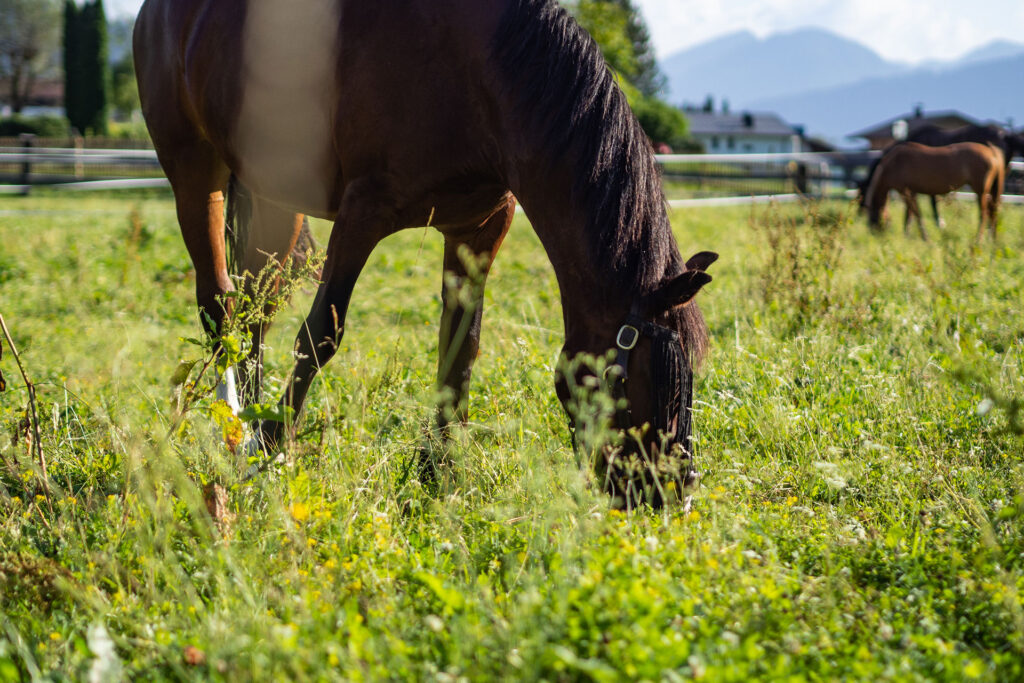 Zurück am Wilden Kaiser – Familiensommer in St. Johann