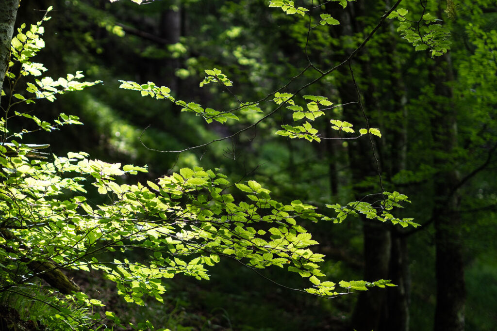 Zurück am Wilden Kaiser – Familiensommer in St. Johann