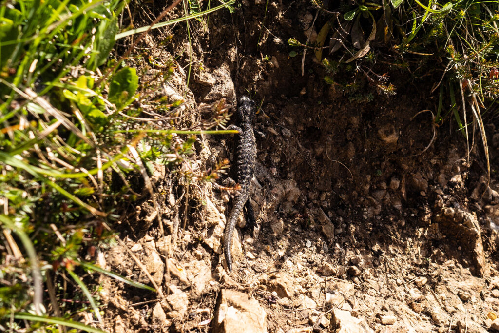 Zurück am Wilden Kaiser – Familiensommer in St. Johann