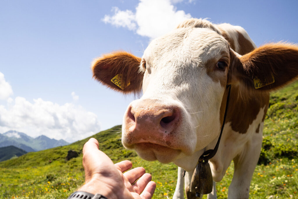 Zurück am Wilden Kaiser – Familiensommer in St. Johann