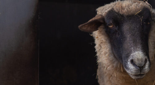 Middenmank. Ein Micro-Abenteuer in Mecklenburg