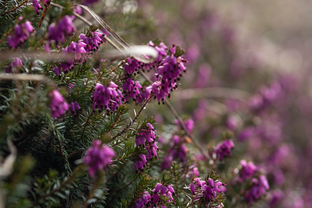 Gasthof zum Hirschen — zwischen den Welten