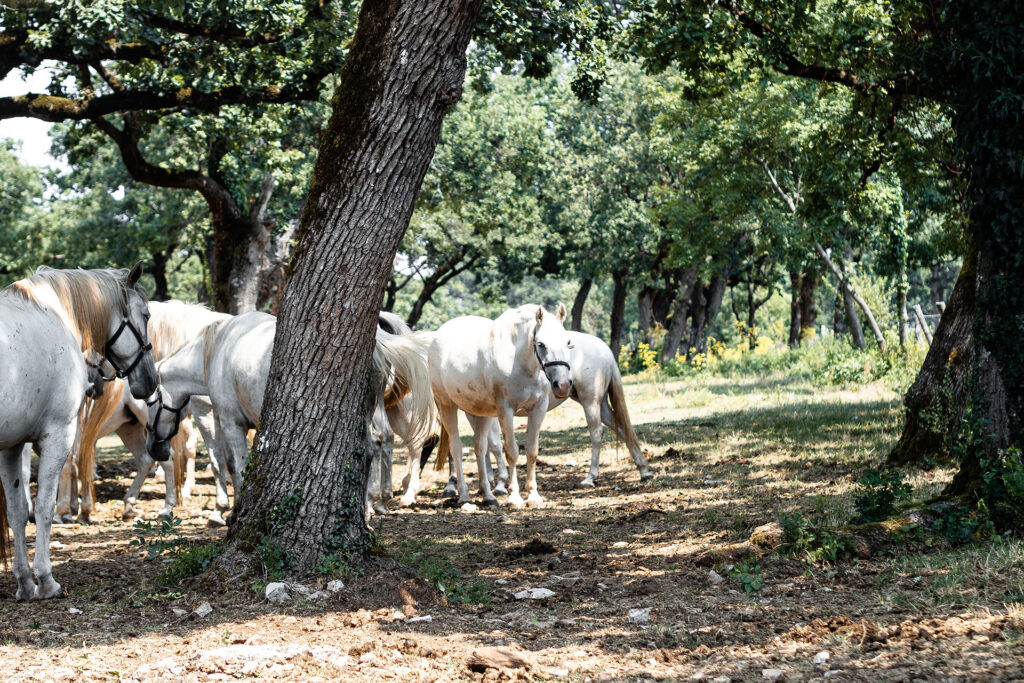 Einmal Adria und zurück – ein Roadtrip [Teil 2]