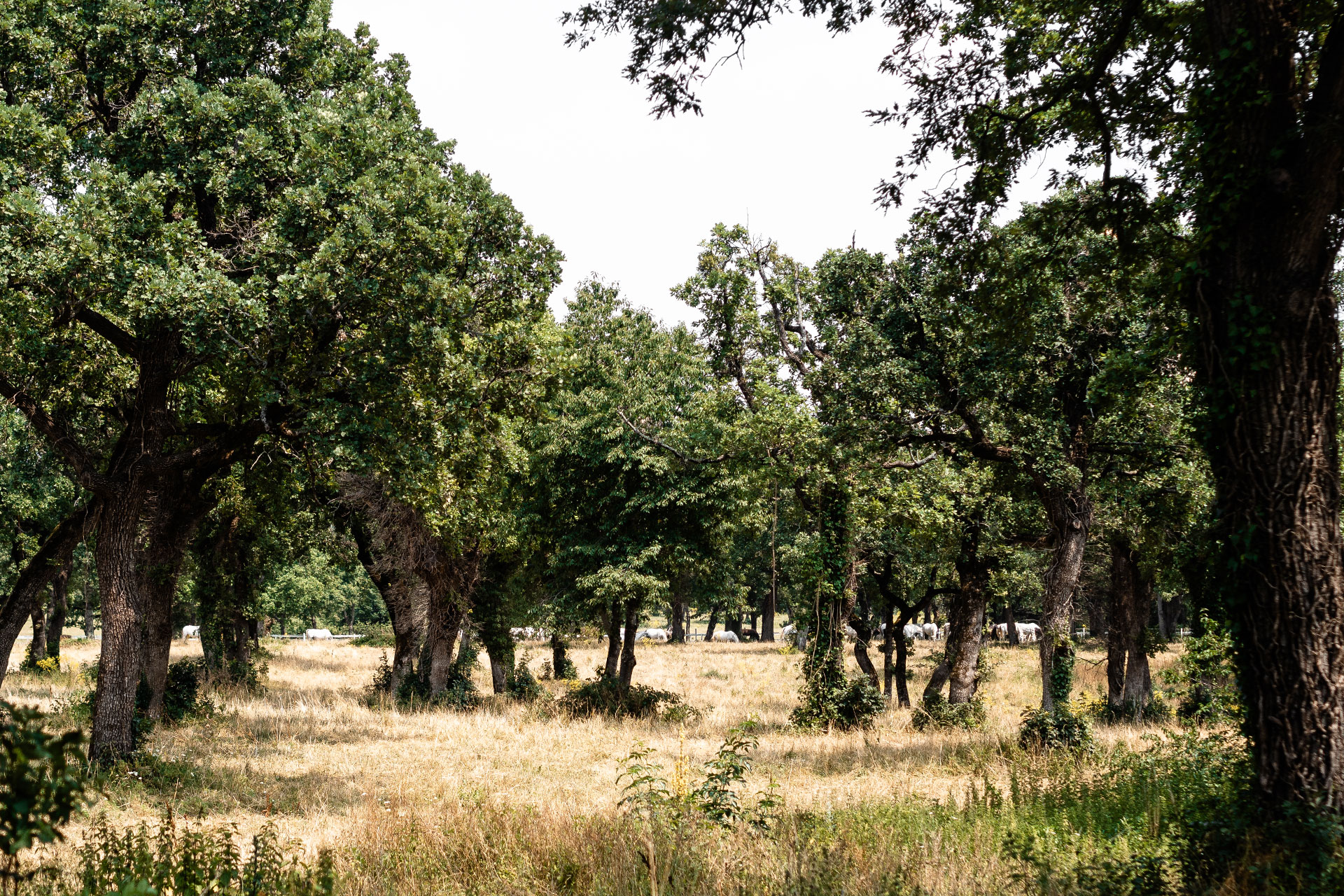 Einmal Adria und zurück – ein Roadtrip [Teil 2]