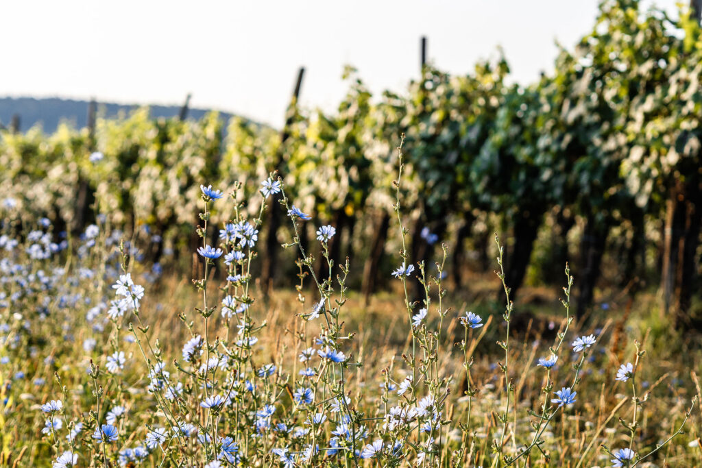 Einmal Adria und zurück – ein Roadtrip [Teil 2]