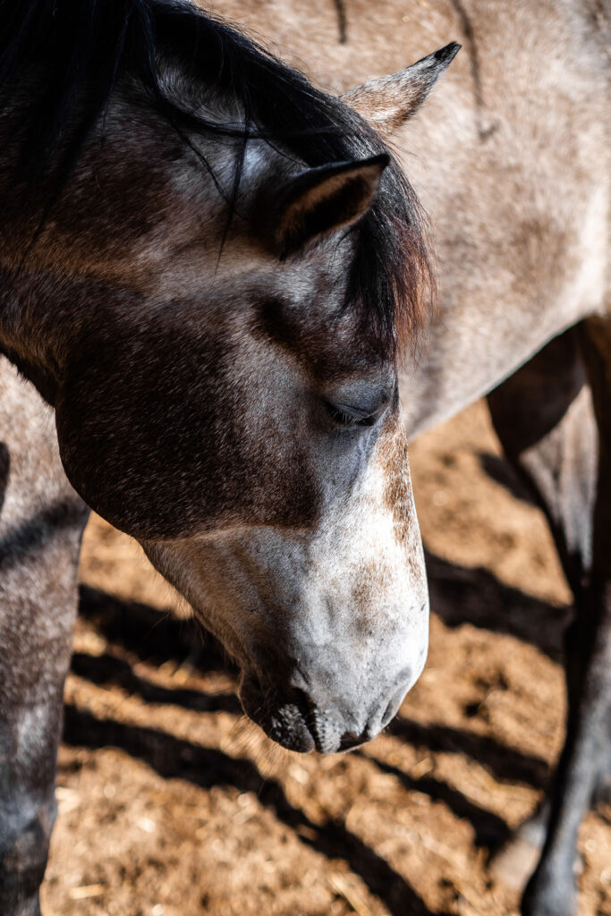 Ein Ort zum Fühlen – das Craveiral Farmhouse