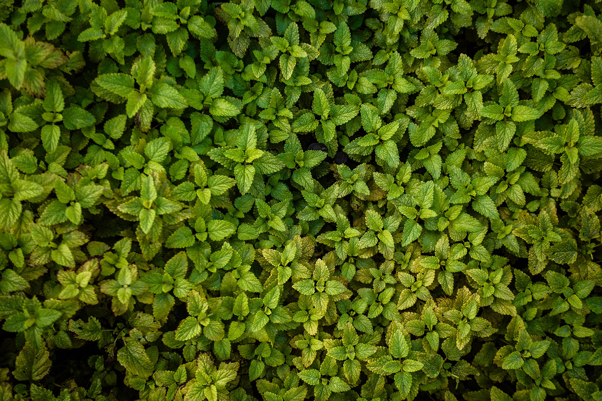 Ein Ort zum Fühlen – das Craveiral Farmhouse