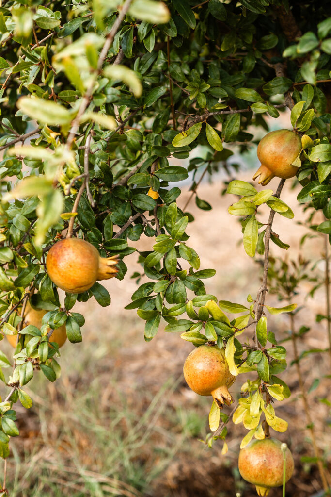 Ein Ort zum Fühlen – das Craveiral Farmhouse