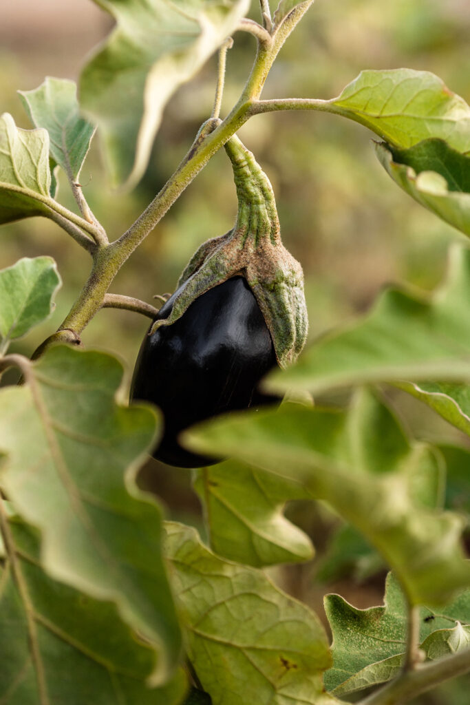 Ein Ort zum Fühlen – das Craveiral Farmhouse
