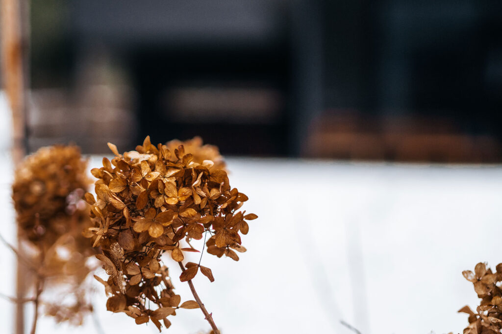 Einsamkeit in Bestlage – die Pineblue Villas auf Usedom