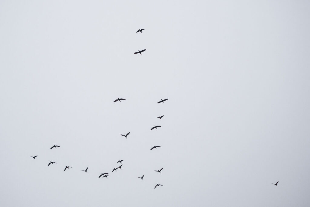 Einsamkeit in Bestlage – die Pineblue Villas auf Usedom