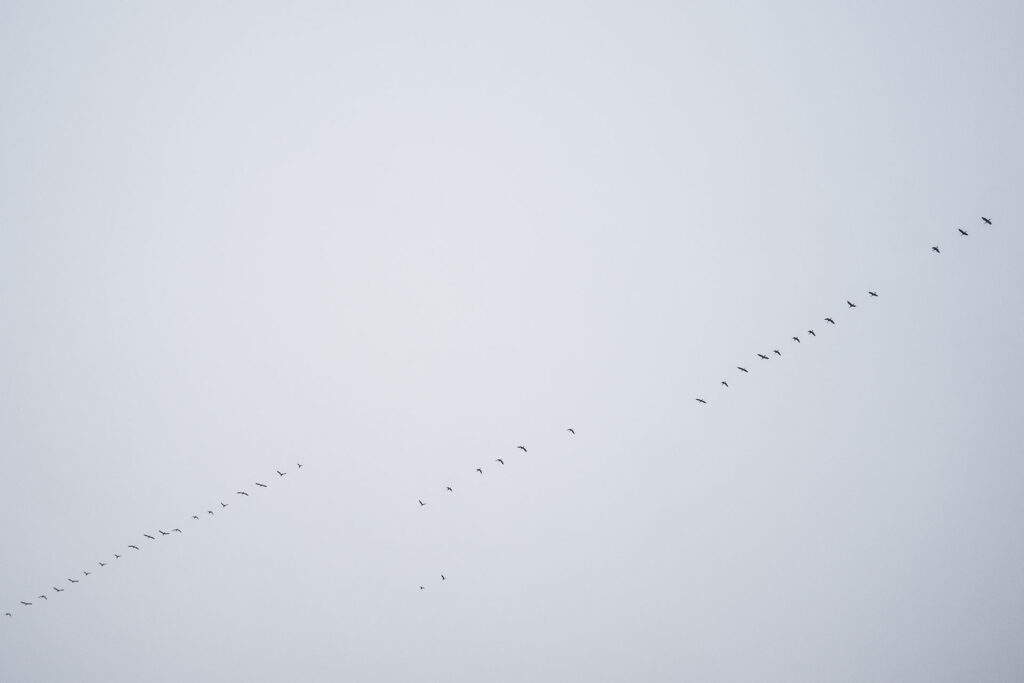 Einsamkeit in Bestlage – die Pineblue Villas auf Usedom