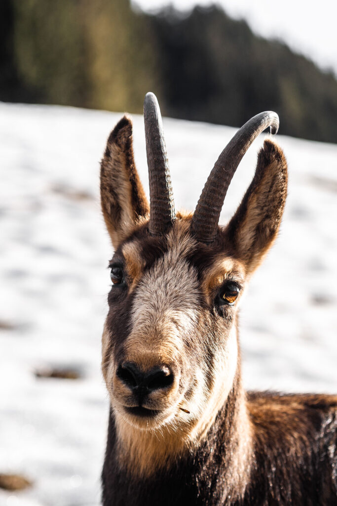 Von schnellen Kufen und klappernden Hufen – Familienzeit im Brixental