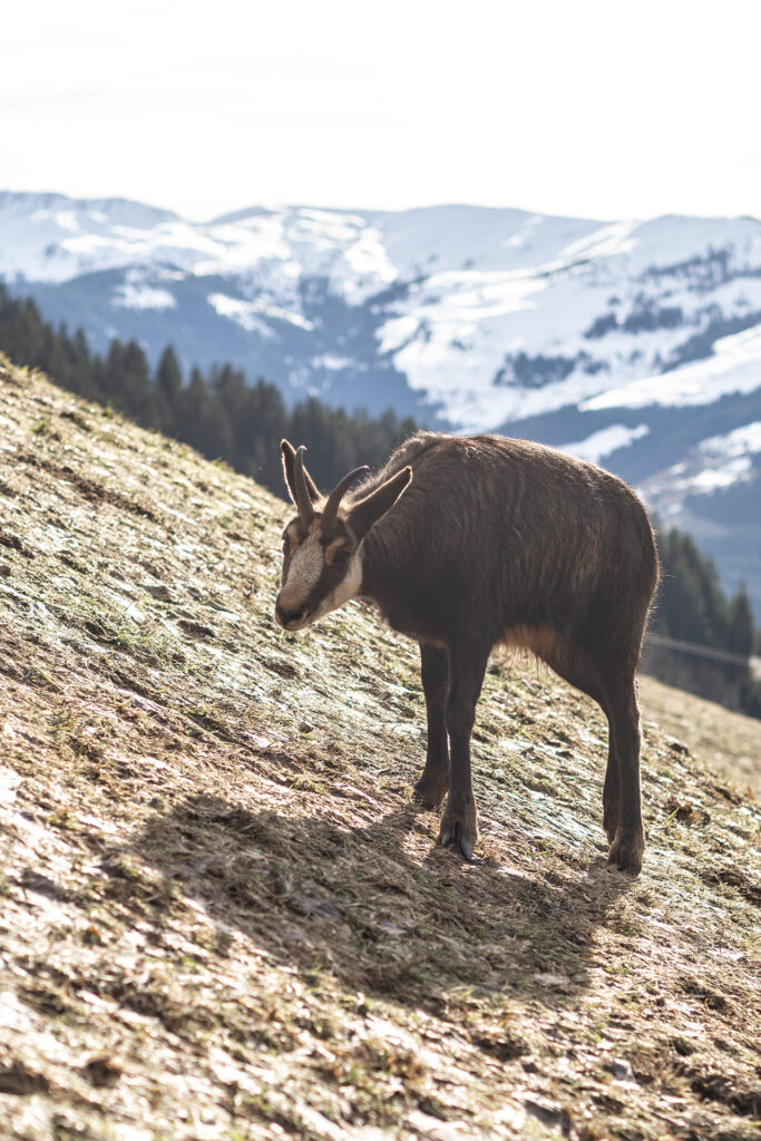 Von schnellen Kufen und klappernden Hufen – Familienzeit im Brixental