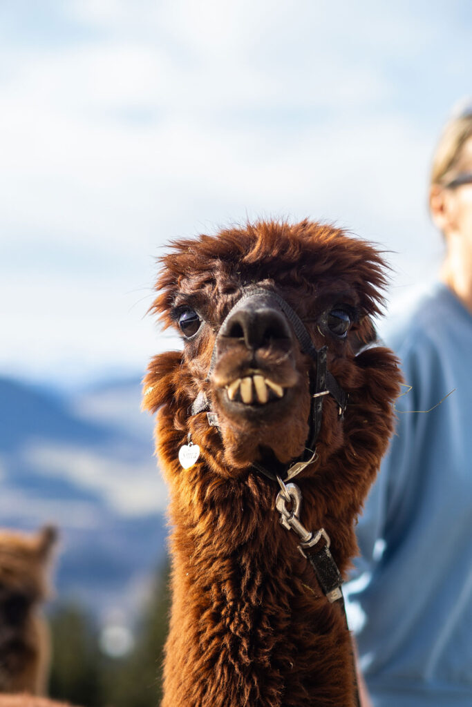 Von schnellen Kufen und klappernden Hufen – Familienzeit im Brixental
