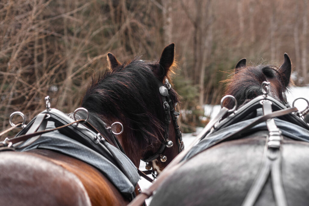 Von schnellen Kufen und klappernden Hufen – Familienzeit im Brixental