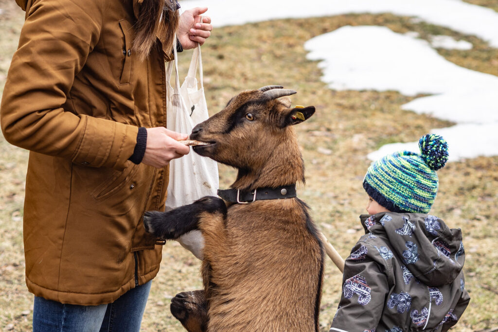 Von schnellen Kufen und klappernden Hufen – Familienzeit im Brixental