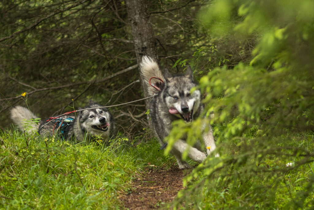 Wild und Frei – im Tiroler Lechtal
