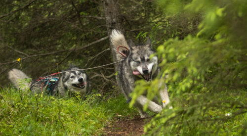 Wild und Frei – im Tiroler Lechtal