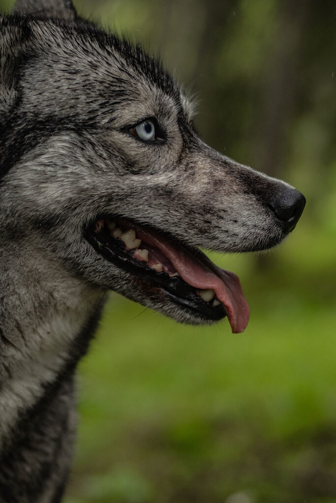 Wild und Frei – im Tiroler Lechtal