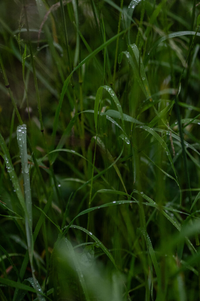 Wild und Frei – im Tiroler Lechtal