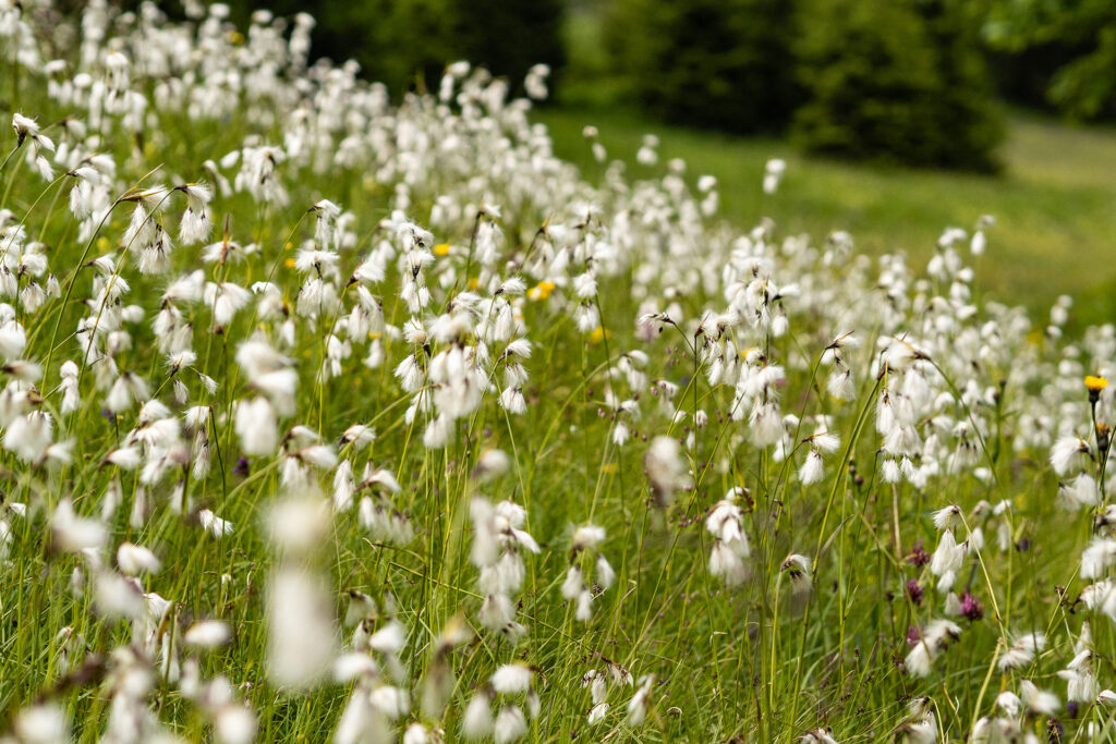 Wild und Frei – im Tiroler Lechtal