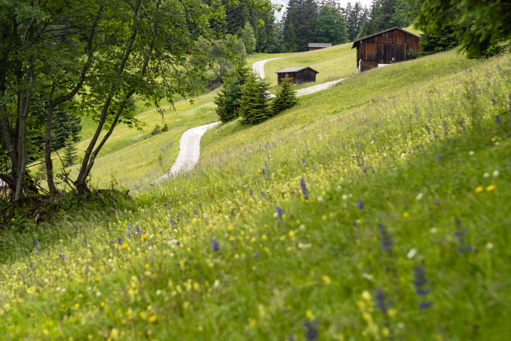 Wild und Frei – im Tiroler Lechtal