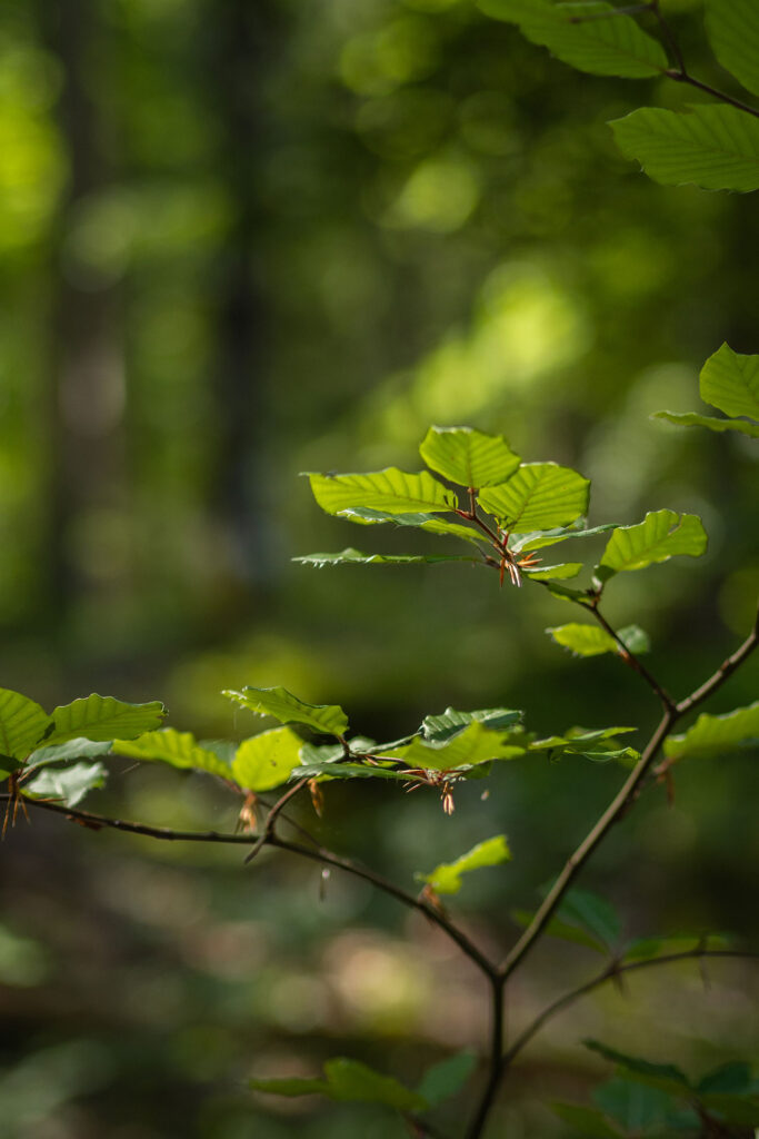 Von der Quelle bis zum Fall – der Lechweg