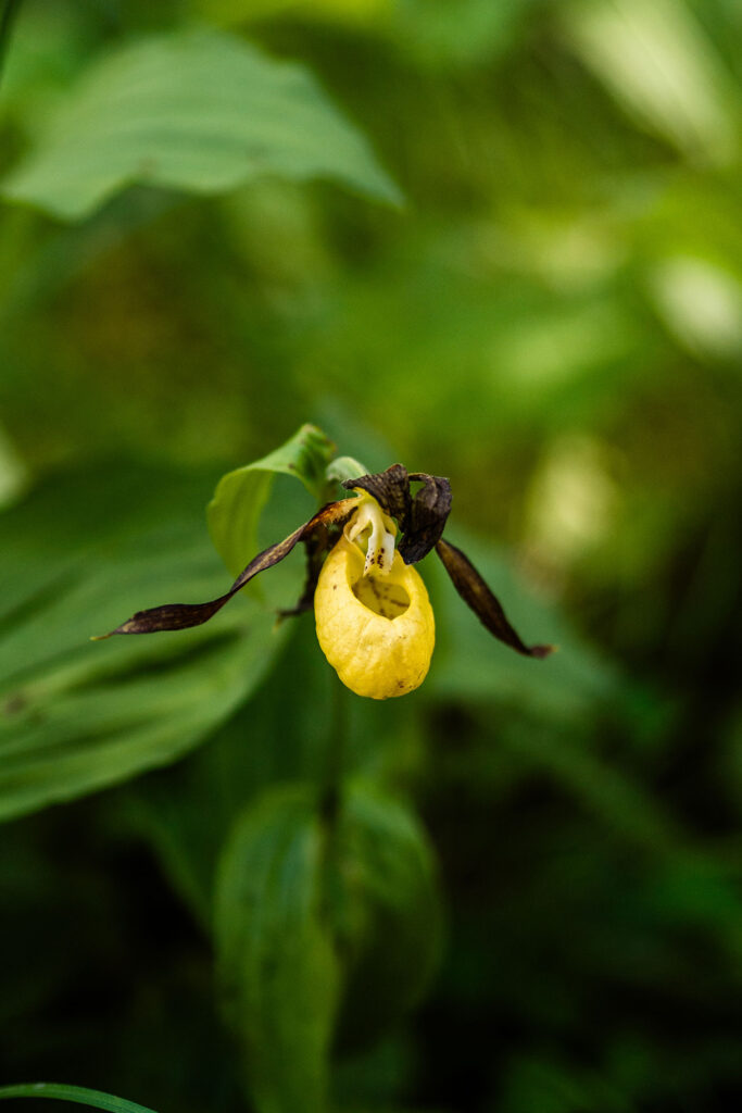 Von der Quelle bis zum Fall – der Lechweg