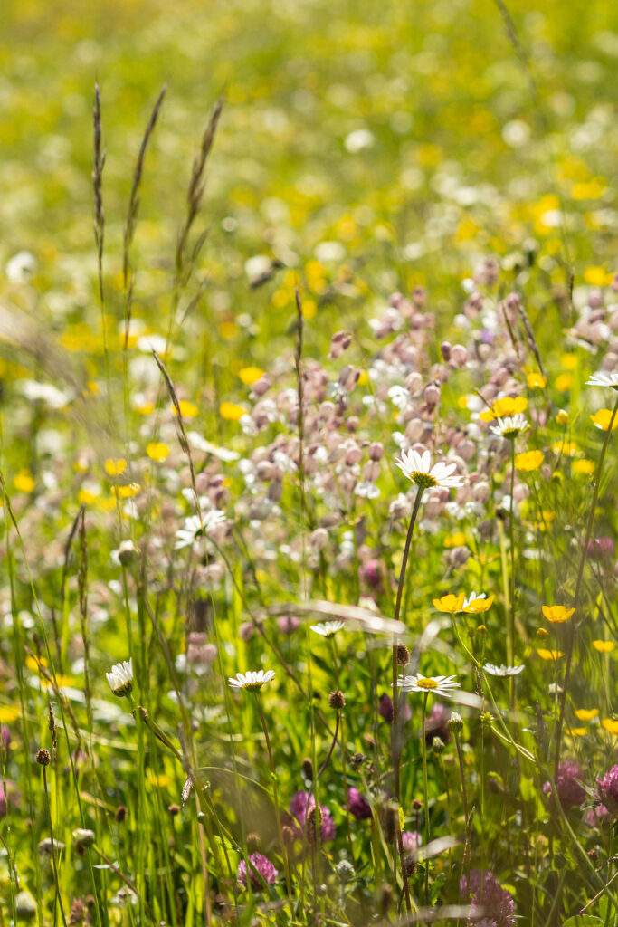 Von der Quelle bis zum Fall – der Lechweg