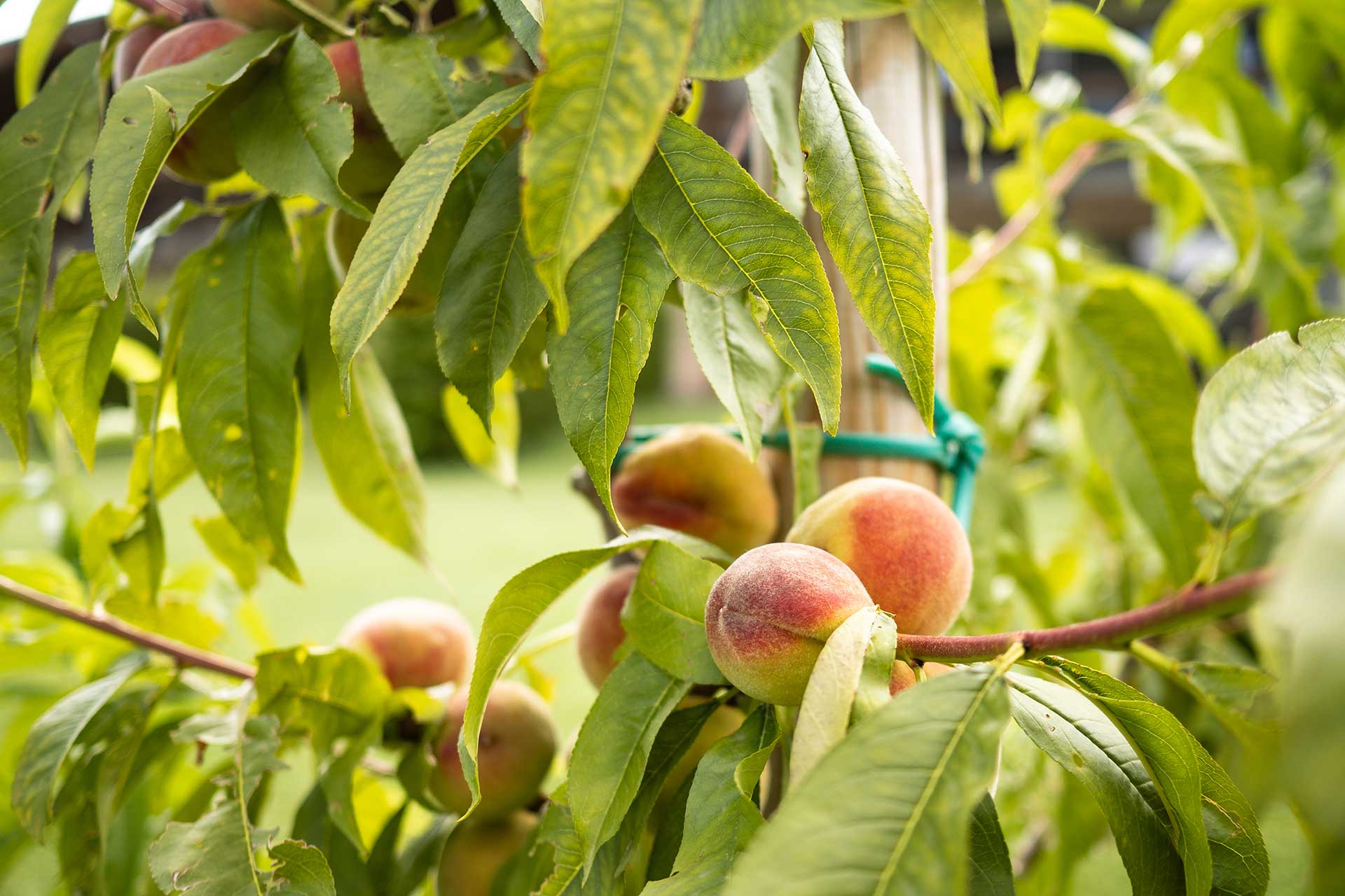Das Mühlwald in Südtirol – viel Raum für bleibende Erinnerungen