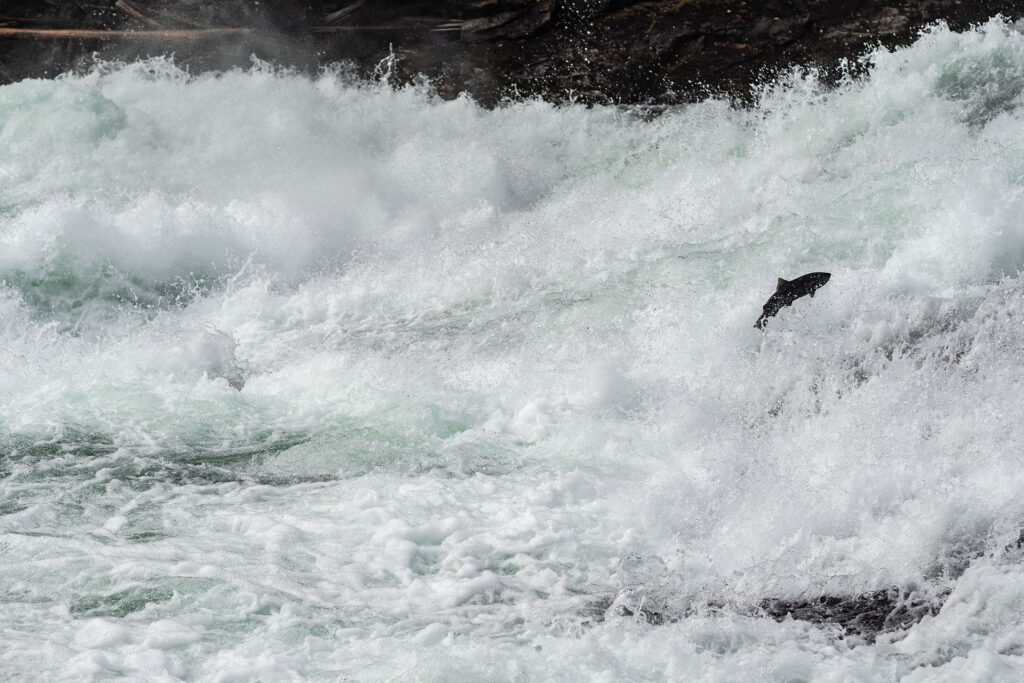 Kanadas Westen – von springenden Lachsen & fliegenden Äxten