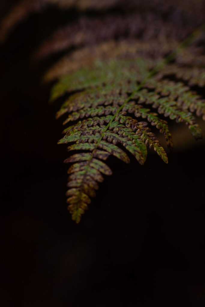 Kanadas Westen – von springenden Lachsen & fliegenden Äxten